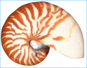 Nautilus
