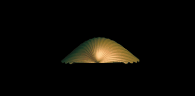 Animated shell is loading.