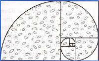 Golden spiral