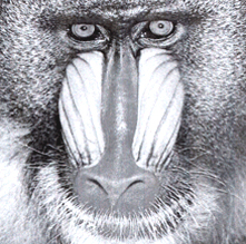 Color image vs grayscale image